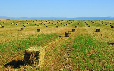 Alfalfa hay bales ready for selection in a West Texas field